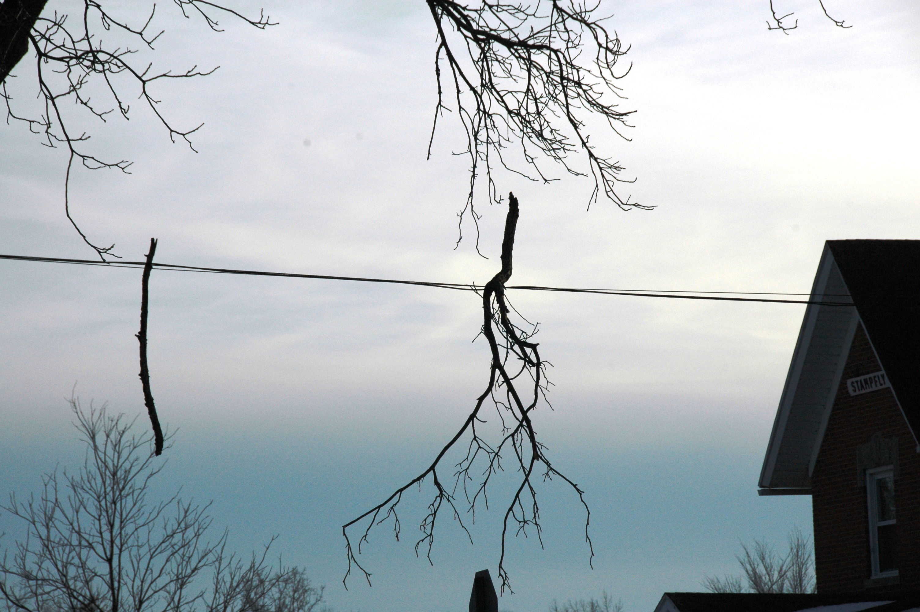 Tree limbs hanging from utility wires.